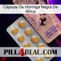 Cápsula De Hormiga Negra De África 41